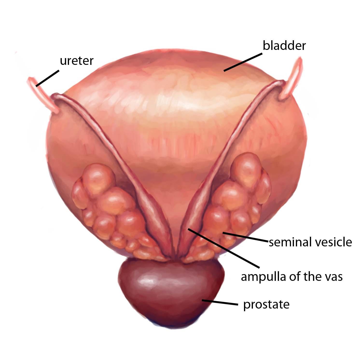 Ejaculatory Ejaculatory ducts
