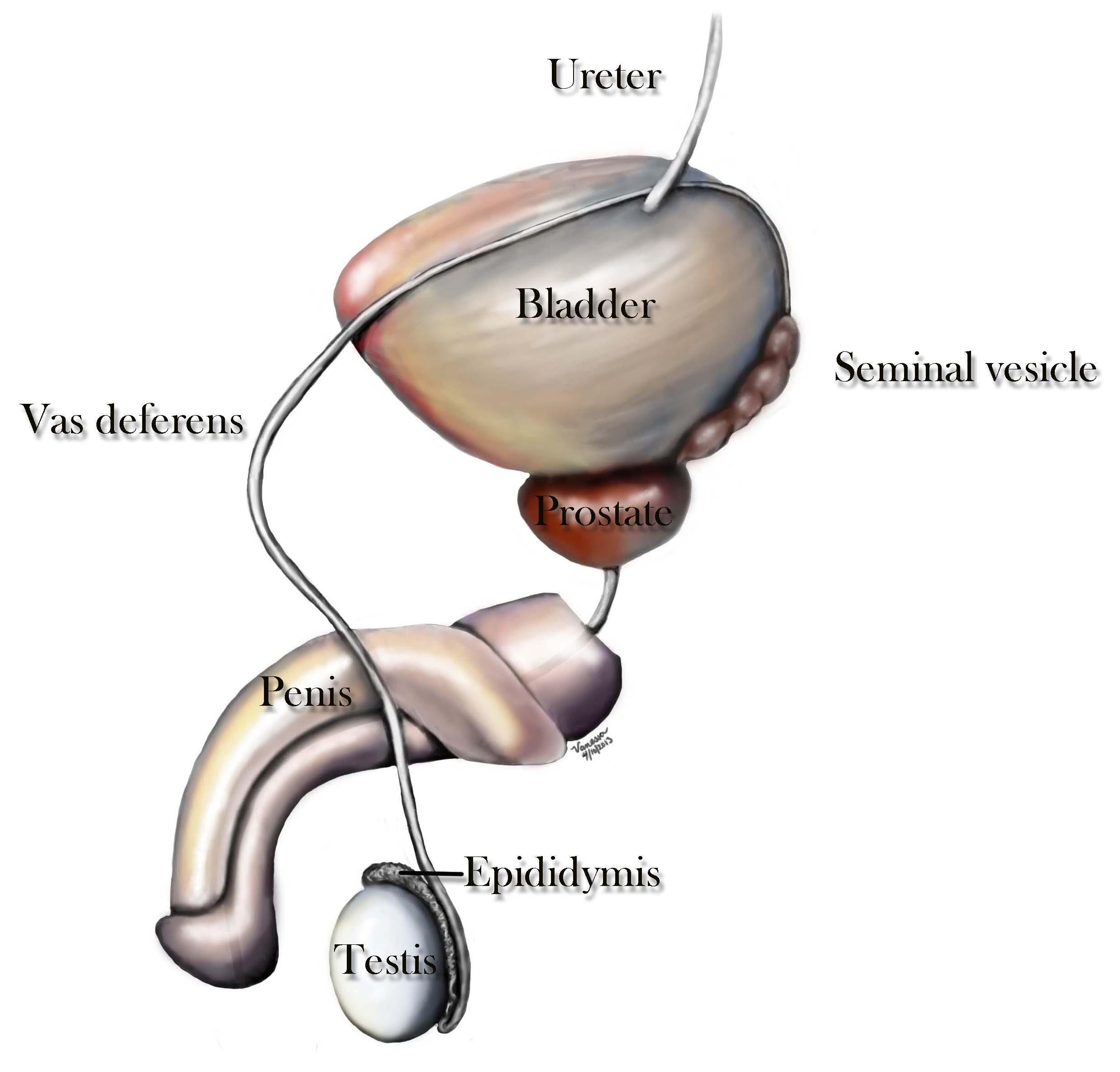 Male Ejaculation Pictures 38