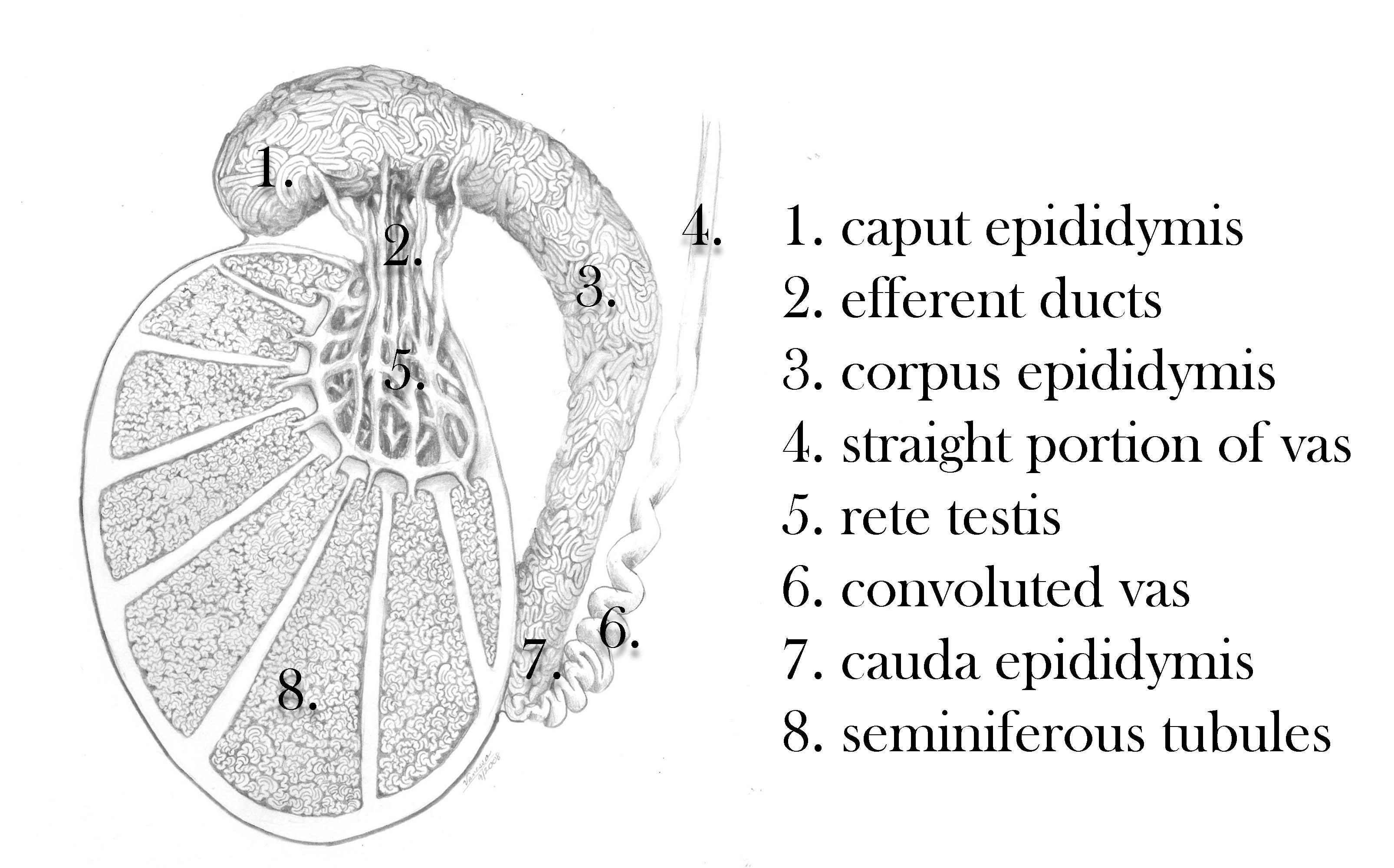 What is the average testicle size?